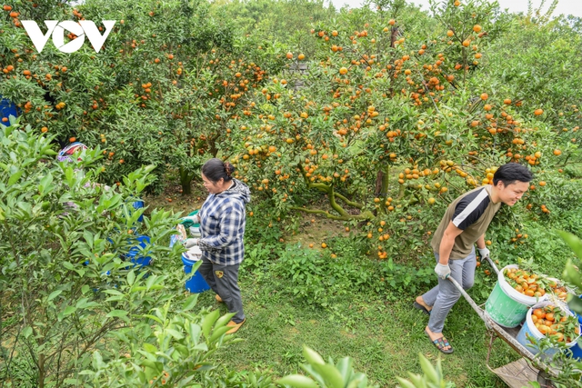 Được mùa được giá, người trồng cam ở Bắc Giang dự kiến thu tiền tỷ - Ảnh 1.