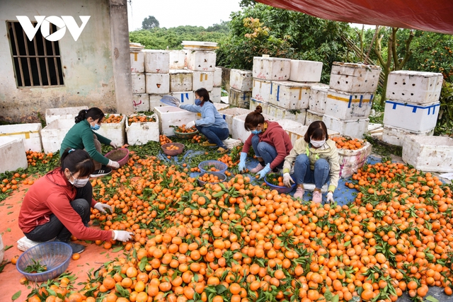 Được mùa được giá, người trồng cam ở Bắc Giang dự kiến thu tiền tỷ - Ảnh 2.