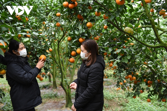 Được mùa được giá, người trồng cam ở Bắc Giang dự kiến thu tiền tỷ - Ảnh 11.