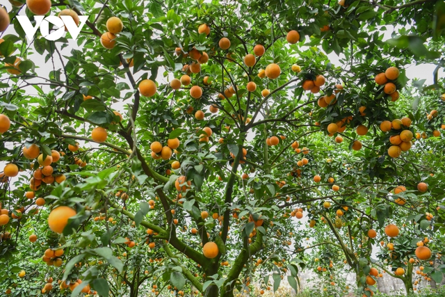 Được mùa được giá, người trồng cam ở Bắc Giang dự kiến thu tiền tỷ - Ảnh 13.