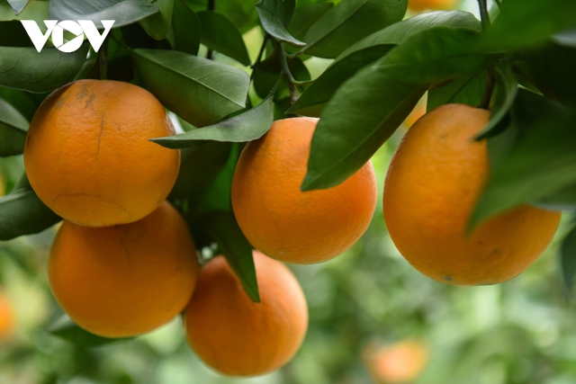 Được mùa được giá, người trồng cam ở Bắc Giang dự kiến thu tiền tỷ - Ảnh 14.