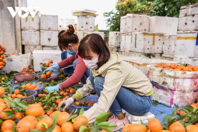Được mùa được giá, người trồng cam ở Bắc Giang dự kiến thu tiền tỷ - Ảnh 3.
