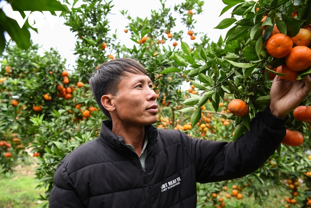 Được mùa được giá, người trồng cam ở Bắc Giang dự kiến thu tiền tỷ - Ảnh 4.