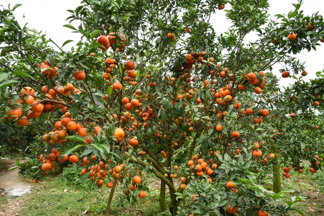 Được mùa được giá, người trồng cam ở Bắc Giang dự kiến thu tiền tỷ - Ảnh 5.