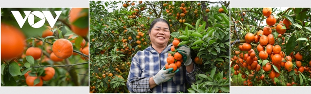 Được mùa được giá, người trồng cam ở Bắc Giang dự kiến thu tiền tỷ - Ảnh 6.