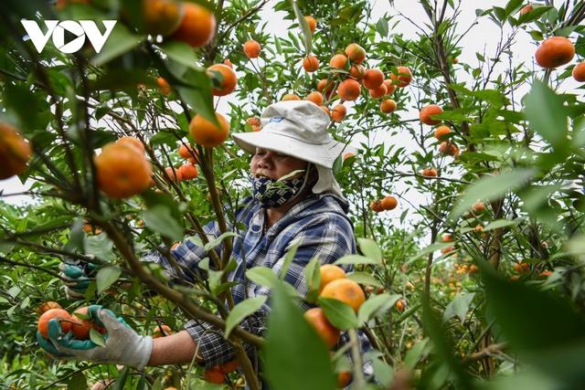 Được mùa được giá, người trồng cam ở Bắc Giang dự kiến thu tiền tỷ - Ảnh 7.