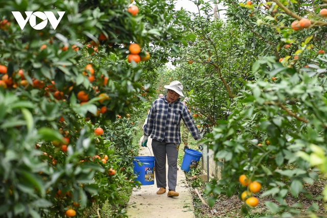 Được mùa được giá, người trồng cam ở Bắc Giang dự kiến thu tiền tỷ - Ảnh 8.