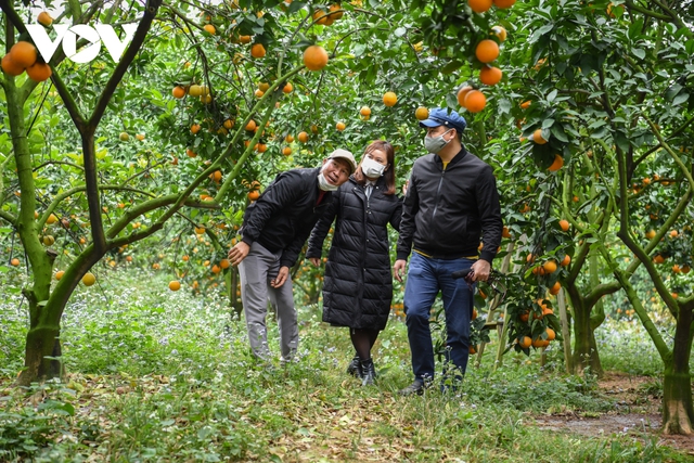 Được mùa được giá, người trồng cam ở Bắc Giang dự kiến thu tiền tỷ - Ảnh 9.