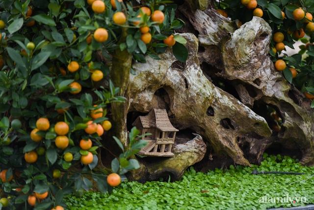 Nhà vườn ở Hà Nội biến những gốc gỗ khô bỏ đi thành chậu quất cảnh giá trăm triệu đồng tung ra thị trường dịp Tết - Ảnh 6.