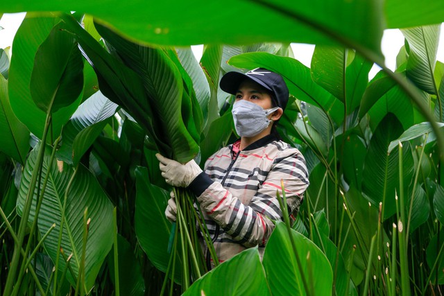 Người dân làng trồng lá dong tại Hà Nội tất bật ‘hái lá đếm tiền’ dịp cận Tết - Ảnh 7.