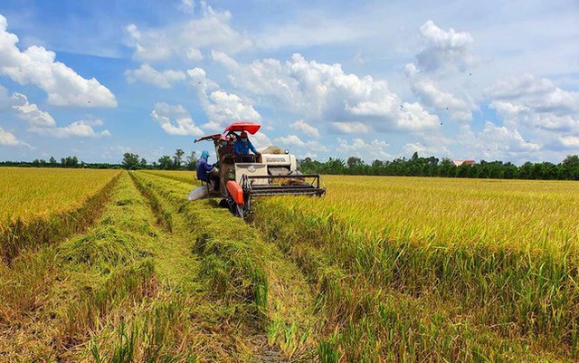  Ngành lúa gạo và câu chuyện phải ‘thay đổi’  - Ảnh 1.