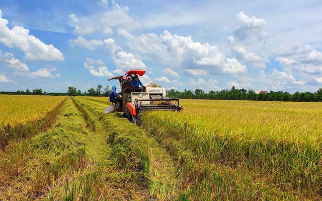 Ngành lúa gạo và câu chuyện phải ‘thay đổi’