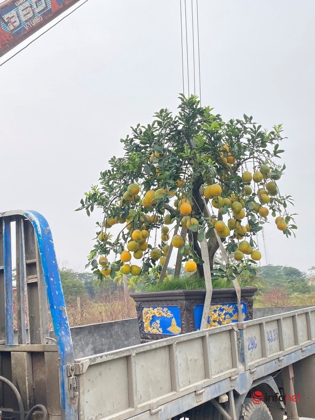 Cho thuê đào, bưởi chơi Tết, nhà vườn giảm nửa giá thuê để ‘hút’ khách - Ảnh 3.