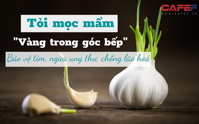 Giá thành rẻ nhưng khi mọc mầm được mệnh danh là “vàng trong góc bếp”,  rất phổ biến chợ Việt mà ít ai biết đến những tác dụng không ngờ: tốt cho tim mạch, ngăn ngừa ung thư, chống lão hoá