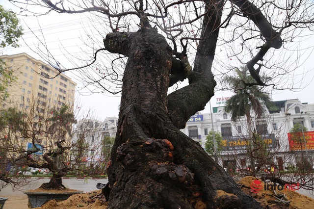 Nghệ An: Đào khủng trưng đầy phố, cho khách thuê hàng trăm triệu đồng chơi Tết - Ảnh 11.