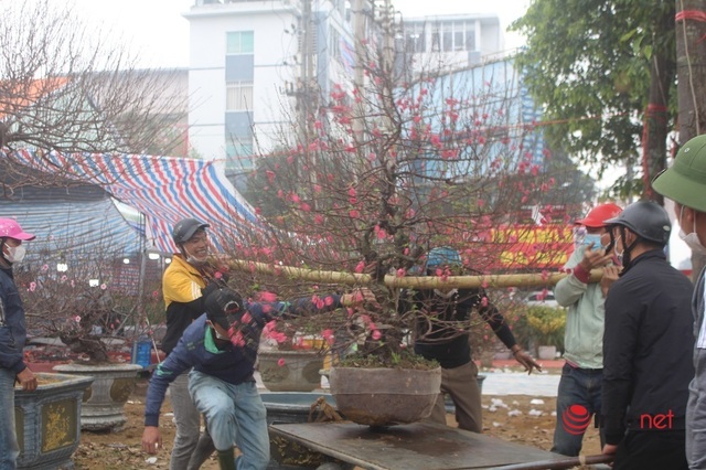 Nghệ An: Đào khủng trưng đầy phố, cho khách thuê hàng trăm triệu đồng chơi Tết - Ảnh 4.