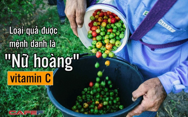 Loại quả được mệnh danh "Nữ hoàng", chứa lượng vitamin C "khủng" gấp hàng chục lần cam, dứa nhưng rất ít người biết mà tận dụng