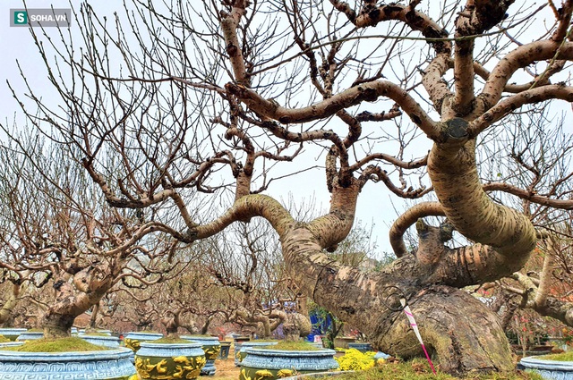 Ngắm gốc đào cổ thụ khủng giá nào cũng không bán, cho thuê vài ngày hàng trăm triệu - Ảnh 2.