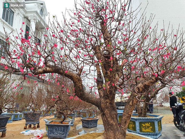 Ngắm gốc đào cổ thụ khủng giá nào cũng không bán, cho thuê vài ngày hàng trăm triệu - Ảnh 9.