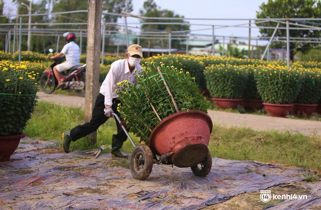 Ảnh: Làng hoa lớn nhất Đà Nẵng tất bật ngày giáp Tết - Ảnh 12.