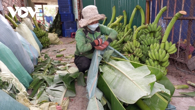 Chuối Tết ở Khánh Hòa khan hàng, tăng giá - Ảnh 1.