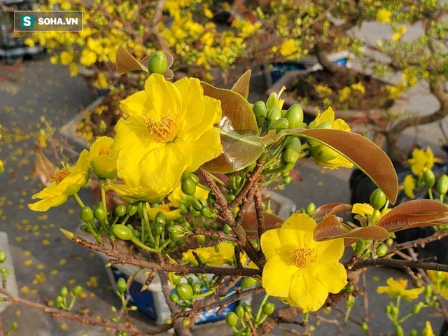 Hoa mai Bình Định hái ra trăm tỉ đổ bộ Hà Nội, bonsai Tài Lộc đẹp lạ gây sốt - Ảnh 3.