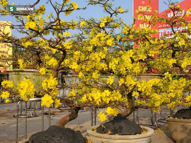 Hoa mai Bình Định hái ra trăm tỉ đổ bộ Hà Nội, bonsai Tài Lộc đẹp lạ gây sốt - Ảnh 6.