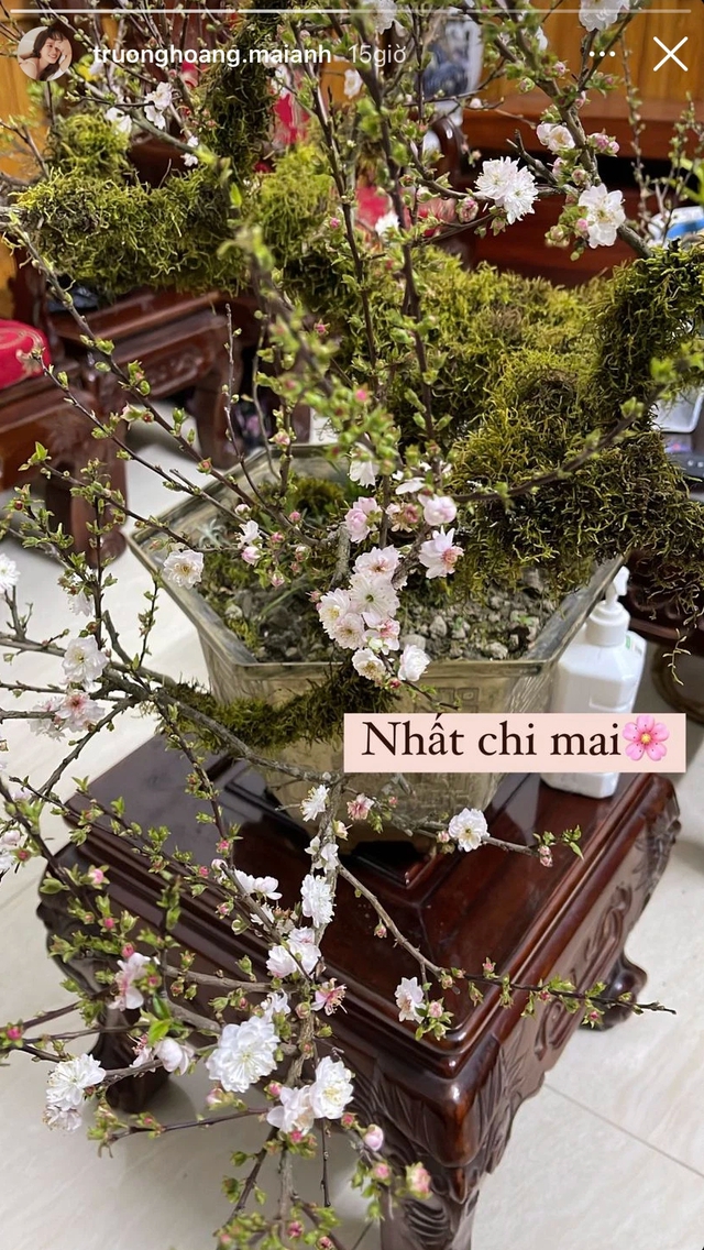 Thú chơi cây ngày Tết của sao Việt: Đào, quất, nhất chi mai đua nhau khoe sắc, rước tài lộc, may mắn cho năm mới - Ảnh 5.