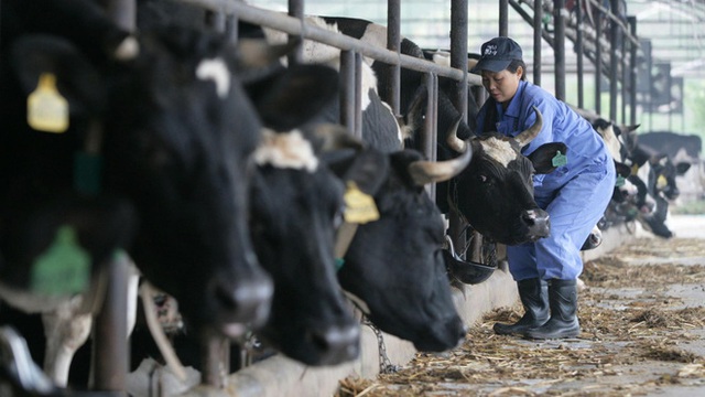 Trung Quốc cuồng sữa khiến cả thế giới chịu trận: Nuôi 13 triệu con bò, chiếm 2/3 lượng khí thải nhà kính, cố sản xuất vượt khả năng của tự nhiên - Ảnh 6.