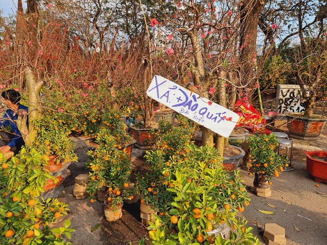 Chuyện lạ ngày Tết: tiểu thương ồ ạt treo biển giảm giá, xả hàng đào, quất..., nhiều cây giá chưa đến 200.000 đồng - Ảnh 9.