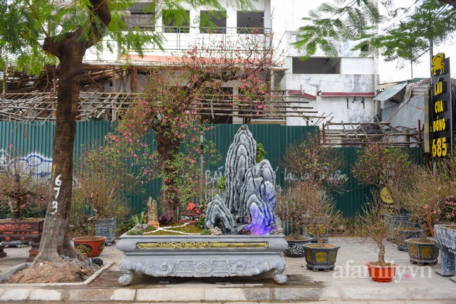 Đào khủng cổ thụ quý hiếm giá 200 triệu trên phố Hà Nội dịp Tết - Ảnh 12.