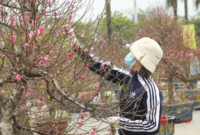 Hà Nội: Đào khủng hạ giá cho thuê một nửa nhưng chưa khách nào chọn - Ảnh 2.