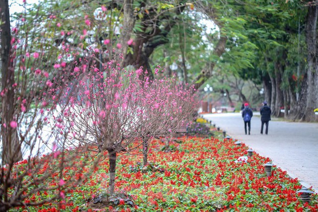  Đào bung sắc bên thảm hoa rực rỡ quanh Hồ Gươm đón Tết Nhâm Dần 2022  - Ảnh 1.