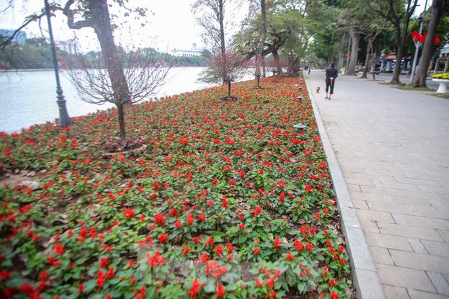  Đào bung sắc bên thảm hoa rực rỡ quanh Hồ Gươm đón Tết Nhâm Dần 2022  - Ảnh 2.