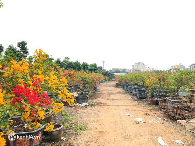 Không còn cảnh cắt hoa đầy đồng, nông dân những vựa hoa lớn nhất miền Bắc phấn khởi: Tết năm nay có lá dong rồi - Ảnh 13.