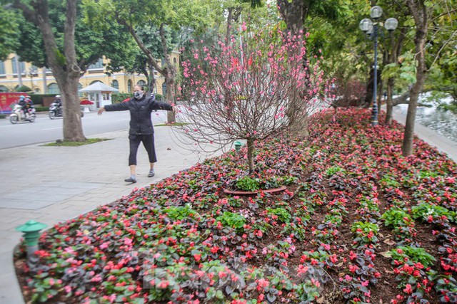  Đào bung sắc bên thảm hoa rực rỡ quanh Hồ Gươm đón Tết Nhâm Dần 2022  - Ảnh 3.