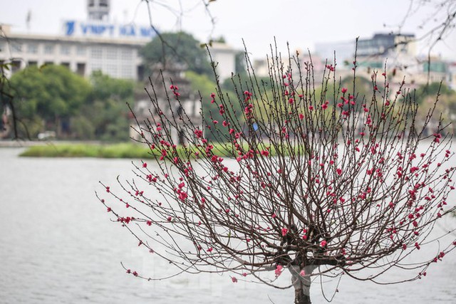 Đào bung sắc bên thảm hoa rực rỡ quanh Hồ Gươm đón Tết Nhâm Dần 2022  - Ảnh 4.