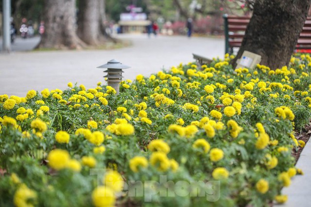  Đào bung sắc bên thảm hoa rực rỡ quanh Hồ Gươm đón Tết Nhâm Dần 2022  - Ảnh 5.