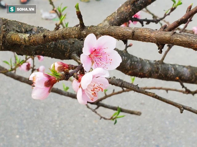 Đào rừng, quất cảnh ồ ạt giảm giá sát Tết, chủ hàng nghỉ sớm vì vợ bầu, vợ mệt - Ảnh 9.