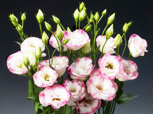 6 loại hoa bạn nên mua về để cắm trên bàn thờ dịp Tết cho năm mới thịnh vượng, an khang - Ảnh 2.