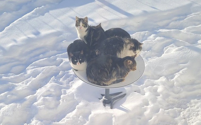 Chảo vệ tinh Starlink của Elon Musk trở thành nơi sưởi ấm lý tưởng cho các "boss" mèo
