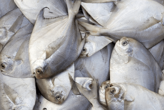 Vào mùa đông, người thông minh đi chợ thấy 7 loại cá này sẽ mua ngay vì đúng lúc chúng ngọt thịt, giàu dinh dưỡng, giá lại mềm - Ảnh 4.