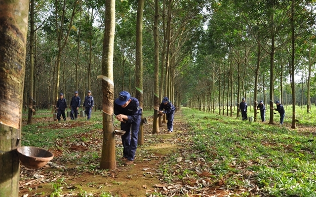 DRI tăng 133% từ đầu năm 2021, Cao su Đắk Lắk lấy ý kiến cổ đông về việc niêm yết trên HNX