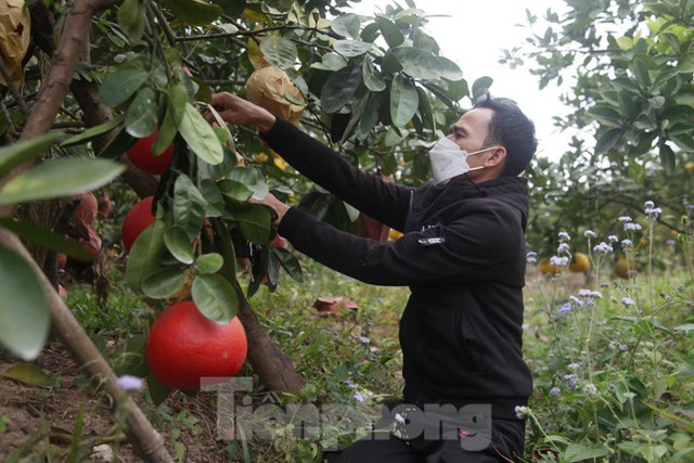  Nông dân thu hàng trăm triệu đồng từ giống bưởi đỏ dịp Tết  - Ảnh 2.