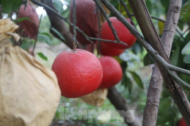  Nông dân thu hàng trăm triệu đồng từ giống bưởi đỏ dịp Tết  - Ảnh 4.