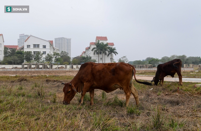  Soi tuyến đường vành đai nghìn tỷ ở Hà Nội - 4 năm lỗi hẹn, thành nơi chăn bò - Ảnh 9.