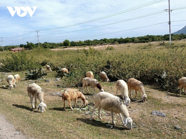 Người nuôi dê, cừu ở Ninh Thuận khổ với giá cả bấp bênh - Ảnh 1.