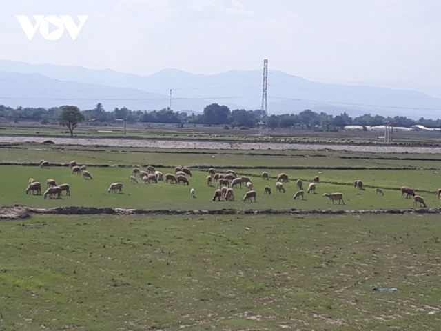 Người nuôi dê, cừu ở Ninh Thuận khổ với giá cả bấp bênh - Ảnh 2.