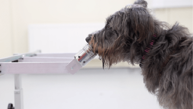 Các nhà khoa học chỉ ra: Loài chó có thể đánh hơi được mùi căng thẳng của con người - Ảnh 6.