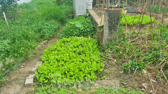 KĐT mới Nam đường 32 bỏ hoang, dân trồng rau trên móng nhà liền kề tiền tỷ - Ảnh 15.